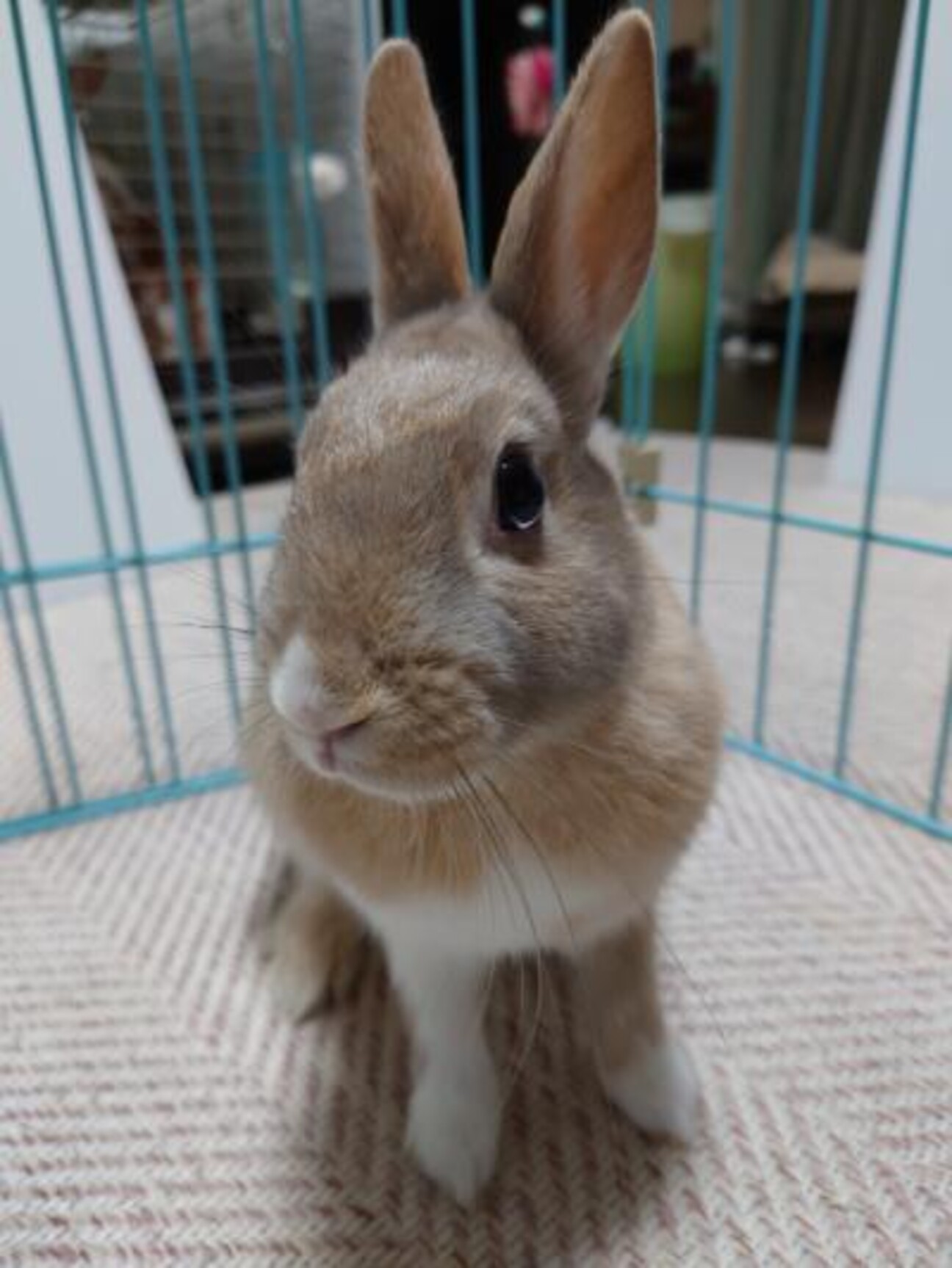 保護うさぎ 滋賀っこ 大阪府 小動物の里親募集 ペットのおうち 月間利用者150万人