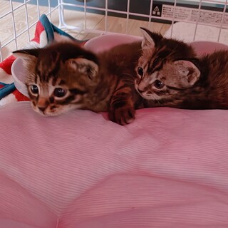 里親さん決まりました‼️仲良しキジトラの仔猫2匹