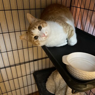 超甘えたのフワフワの茶シロちゃんの里親募集中！