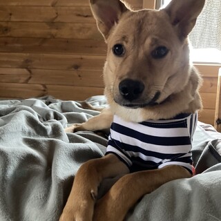 トライアル決定★クルミちゃん