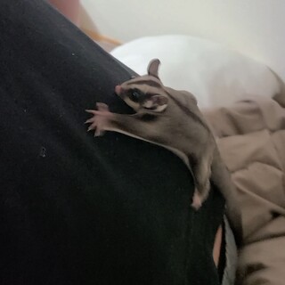 フクロモモンガ譲ります