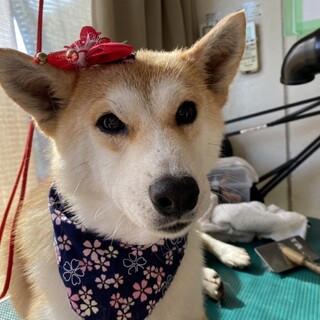 ♥月乃ちゃん♥おだやかな柴の女の子