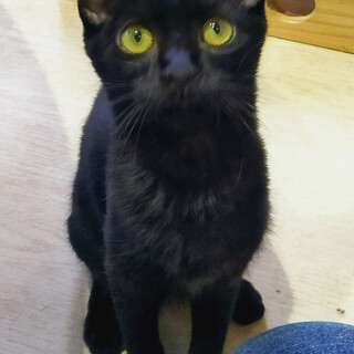 黒猫｢くめ｣ SKU： 3c701