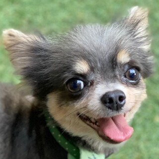 ♥るかくん♥人懐っこいチワワの男の子です！！