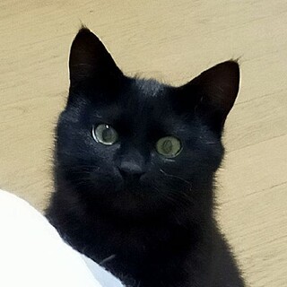 可愛いお顔の黒猫たらちゃん　ラインお見合可