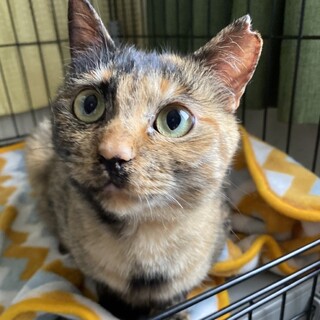 5/1西千葉ෆ⃛ボラ一推しの器量良しෆ⃛カブちゃん