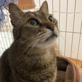 ナレナレのシニア猫トト君