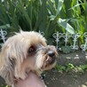 捨て犬出身 仮名チョコ　愛情家族募集です！ サムネイル2