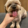 捨て犬出身 仮名チョコ　愛情家族募集です！ サムネイル3