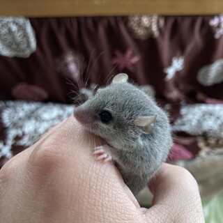 アフリカヤマネ　推定生後半年