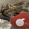 アフリカヤマネ　推定生後半年 サムネイル3