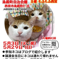 もふもふ西宮　ほごねこの幸せ譲渡会 サムネイル1