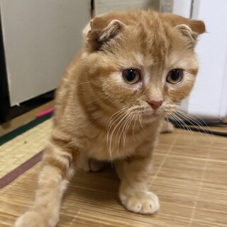 可愛すぎるスコティッシュミックスのハリー君❣️