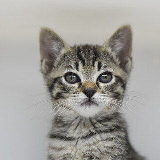 遊ぶことと抱っこが大好きなタップ！