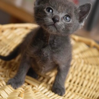 遊ぶことと抱っこが大好きなスイツ！