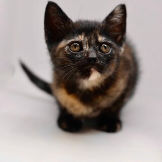 遊ぶことと抱っこが大好きなチュルル！