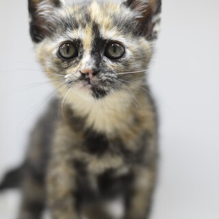 遊ぶことと抱っこが大好きなミモサ！