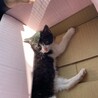 広島　里親募集します　是非見てみて下さい サムネイル3