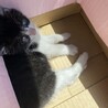広島　里親募集します　是非見てみて下さい サムネイル5