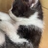 広島　里親募集します　是非見てみて下さい サムネイル6