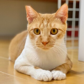 優しい茶白の男の子！ゆずるんです