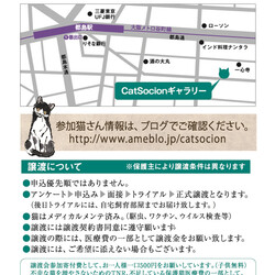 キャットソシオン譲渡会＊第129回 サムネイル2