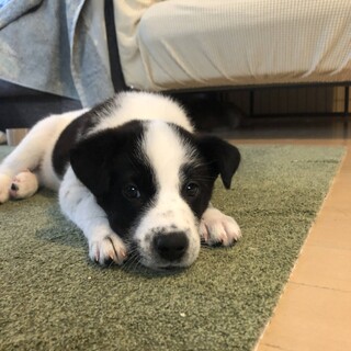 トライアル決定子犬セボ♂ 3ヶ月