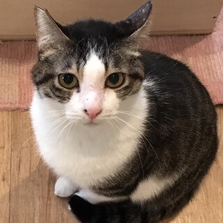 【ヒョウ】おかげさまで里親様が決まりました。