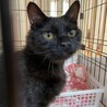 1頭飼い希望！艶々な黒猫★アネラくん