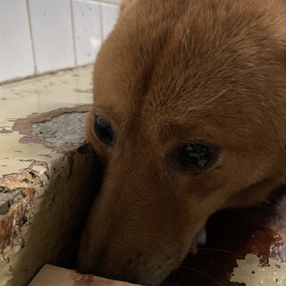 5月2日まで期限