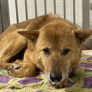 収容期限は5月6日朝迄