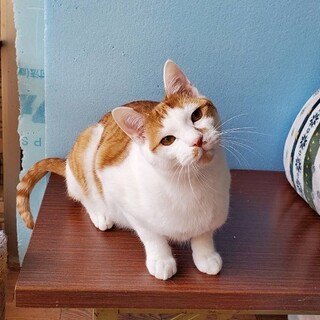 【募集停止】甘えん坊な兄弟☆茶白＆黒猫