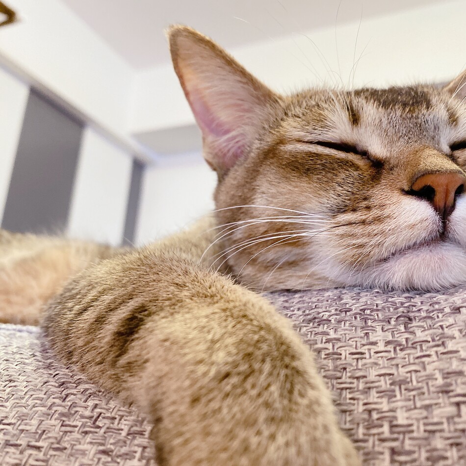 ジジのカバー写真