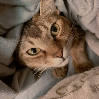 アビシニアン風な雑種猫ちゃん♡人馴れしています