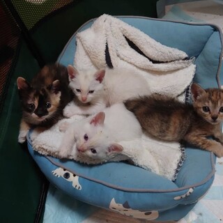 ずっとのおうちを探しています