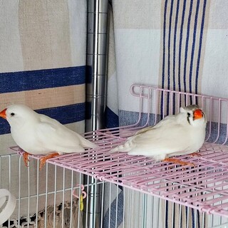 キンカチョウ［ジャンボキンカ・メス・二羽］