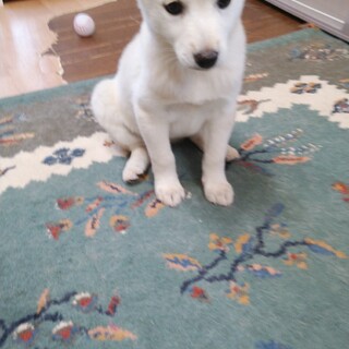 おっとりさんの冬羽（とあ)ちゃん