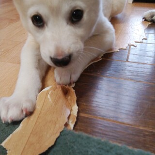 少し控えめな女の子！冬彩（ゆあ）ちゃん