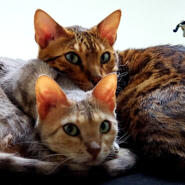 わが家の愛猫［レオとサラ］ポートレート