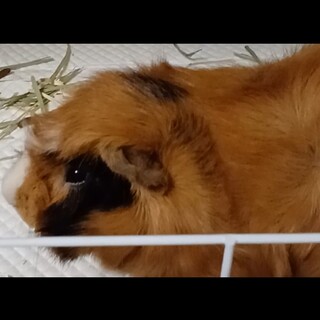 モルモット里親募集