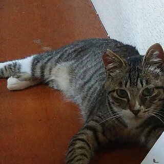 白い足先のキジ白ねこです。