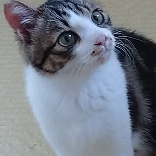 目、パッチリの可愛いねこです。