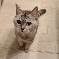 モモ