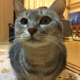 お膝大好き☆わさびちゃん