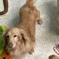 お散歩と食べること大好き！10才ダックス君