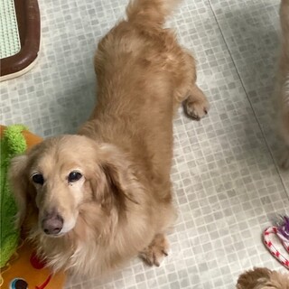 お散歩と食べること大好き！10才ダックス君