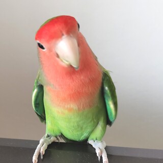 コザクラインコ 3歳5ヶ月