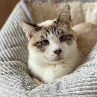 【シャム系】ふわふわプッチくん