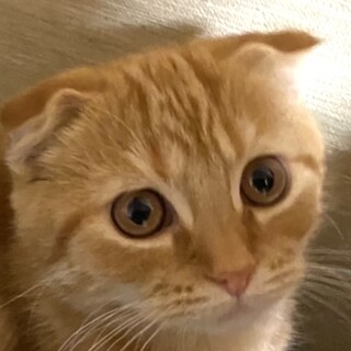 可愛すぎるスコティッシュミックスのこむぎ君❣️