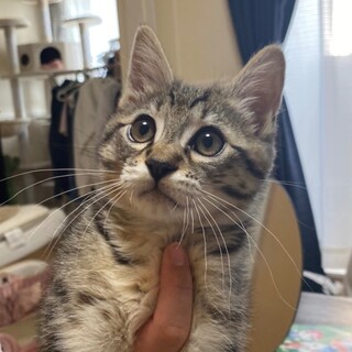 9/4石巻で里親探し会！「りと」くん♂